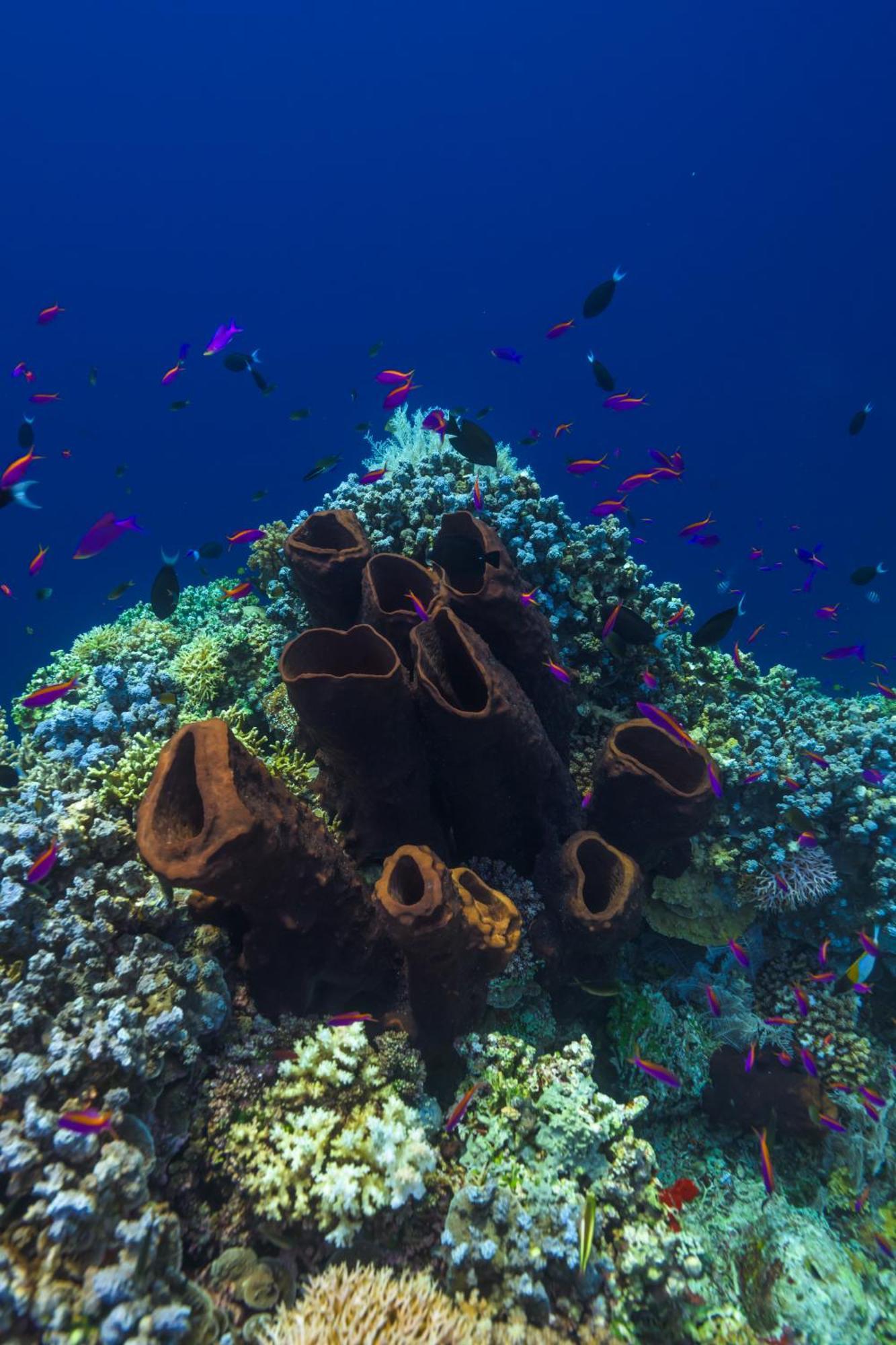 Reconnect - Private Island Resort & Dive Center Togean - Buka Buka Island Ampana Exterior foto