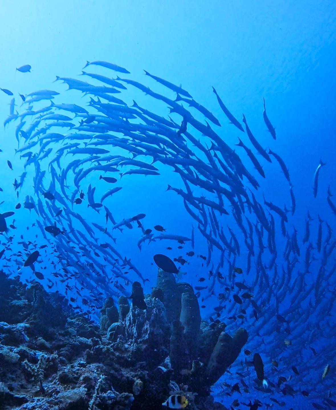 Reconnect - Private Island Resort & Dive Center Togean - Buka Buka Island Ampana Exterior foto